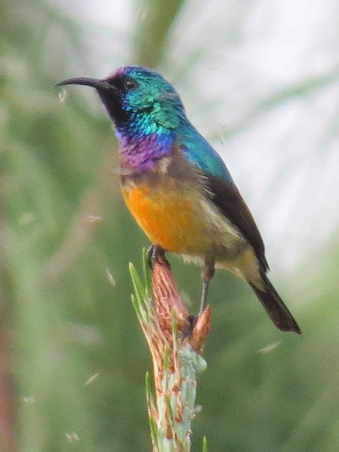 Variable Sunbird